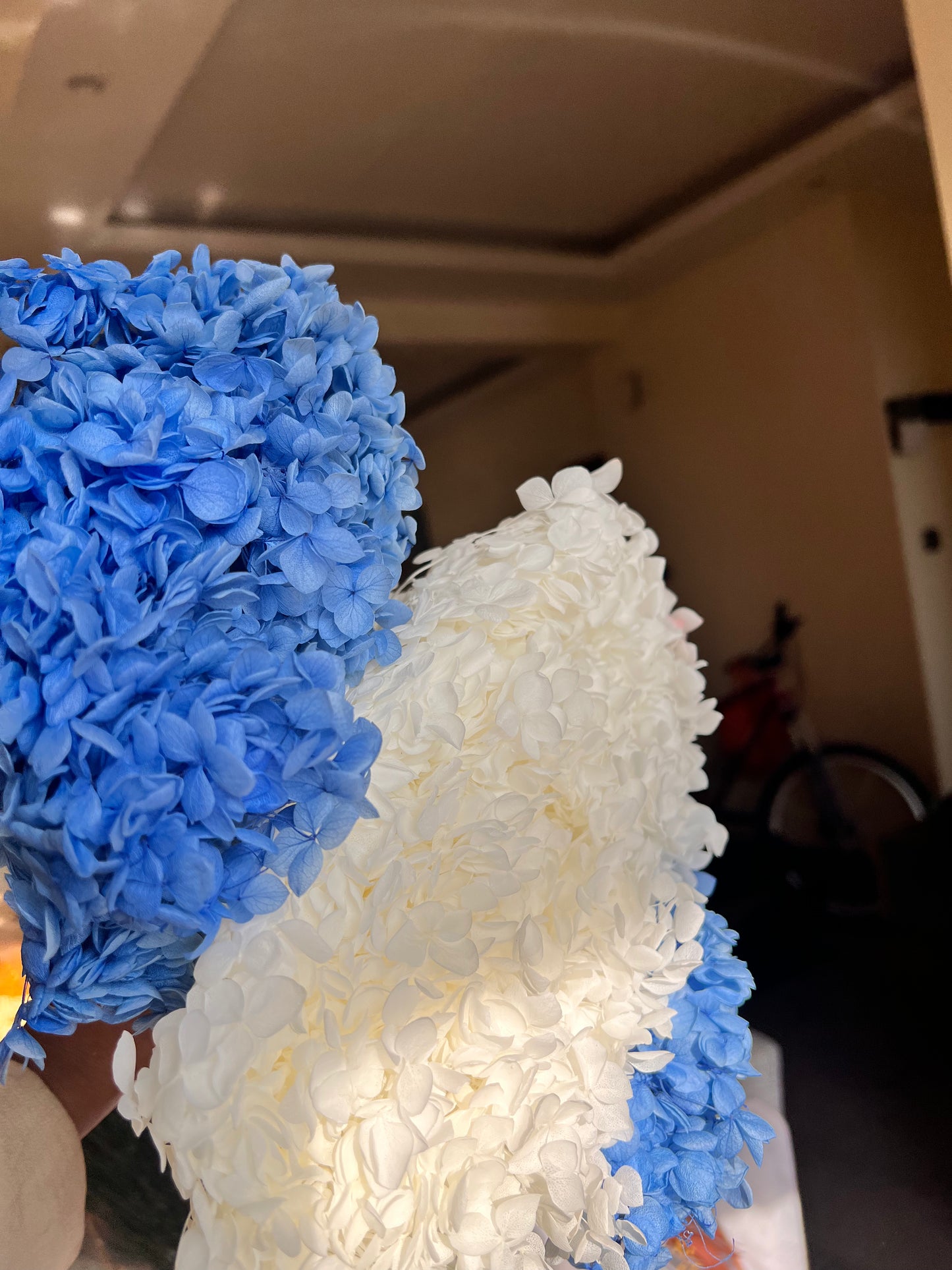 Hydrangea