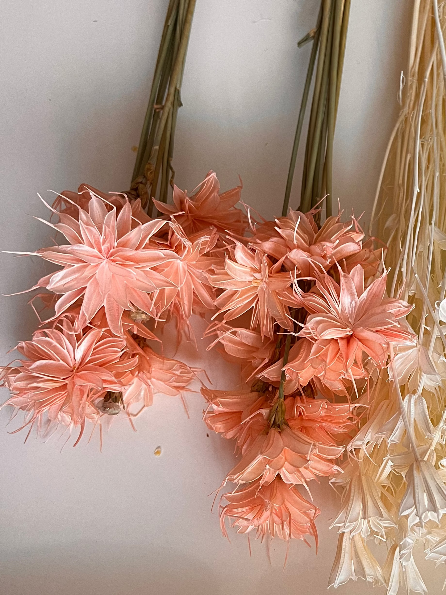 Peach Star anise dried flowers for cake decor from kenyan lady fleur dried flowers shop.