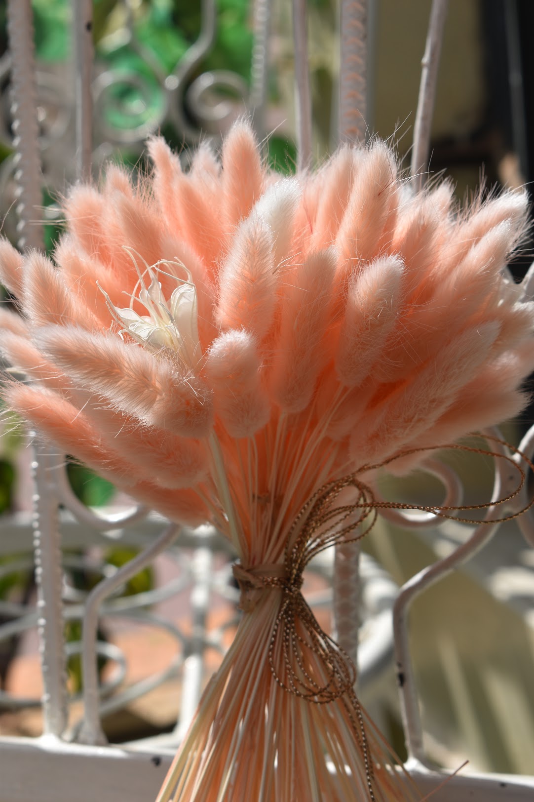 Bunny Tail Grass