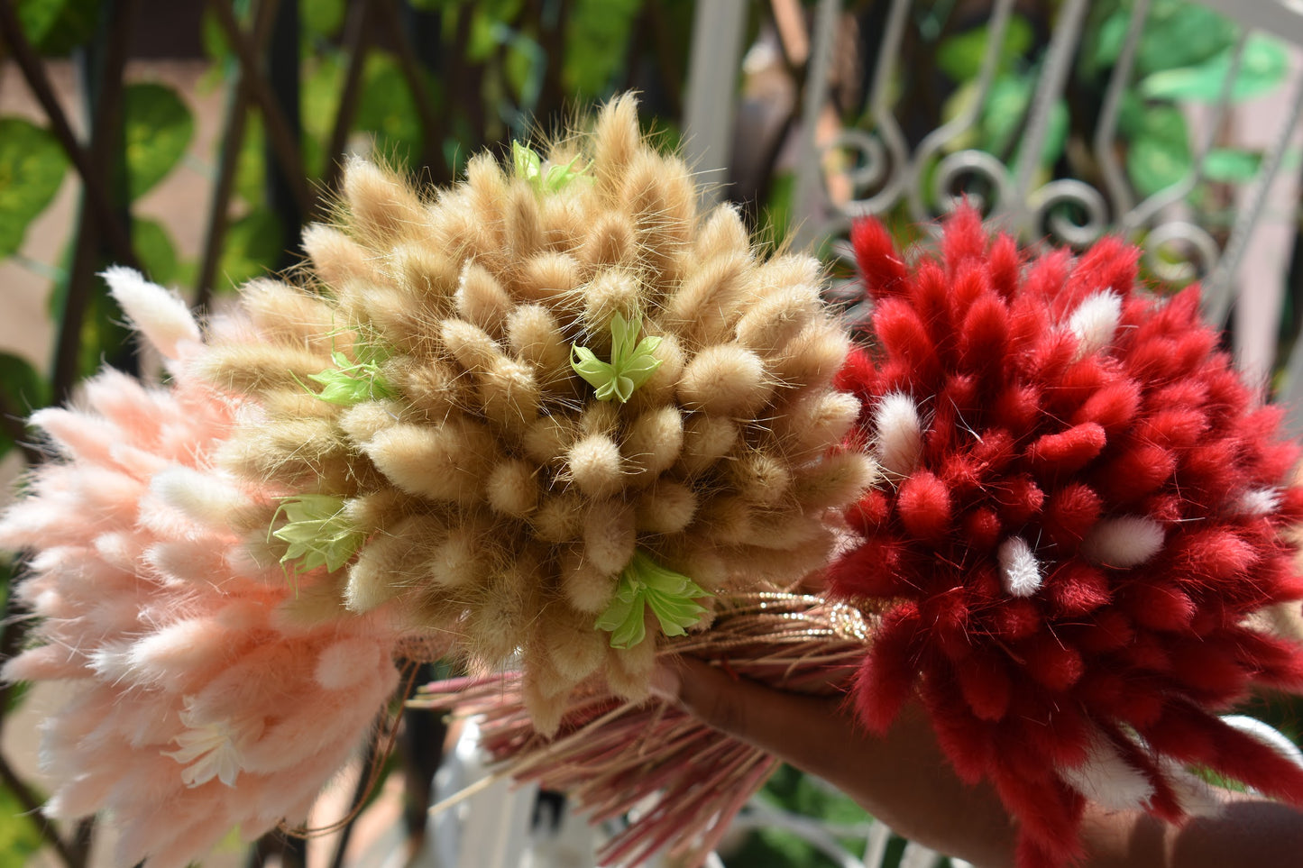 Bunny Tail Grass