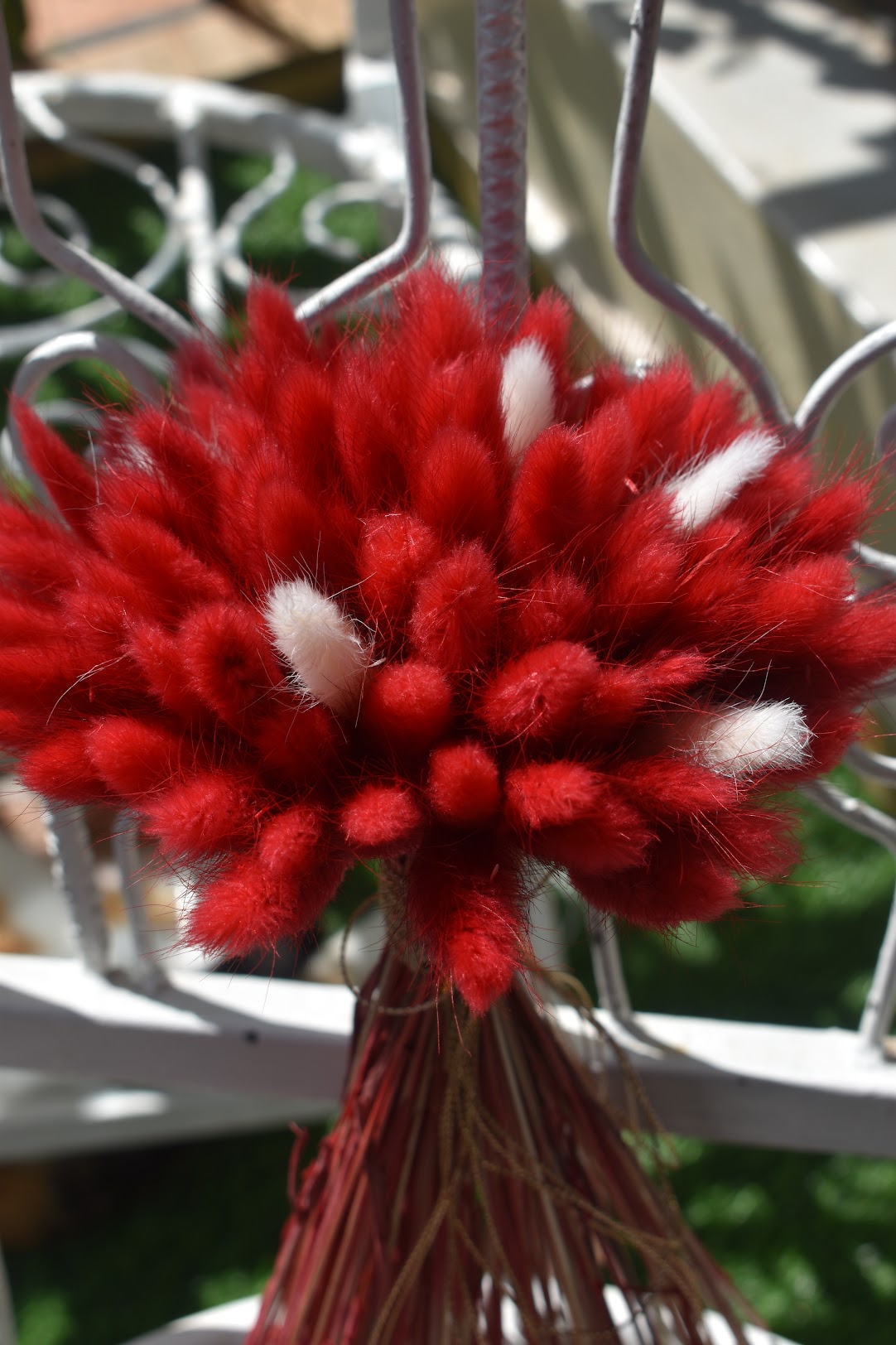 Bunny Tail Grass