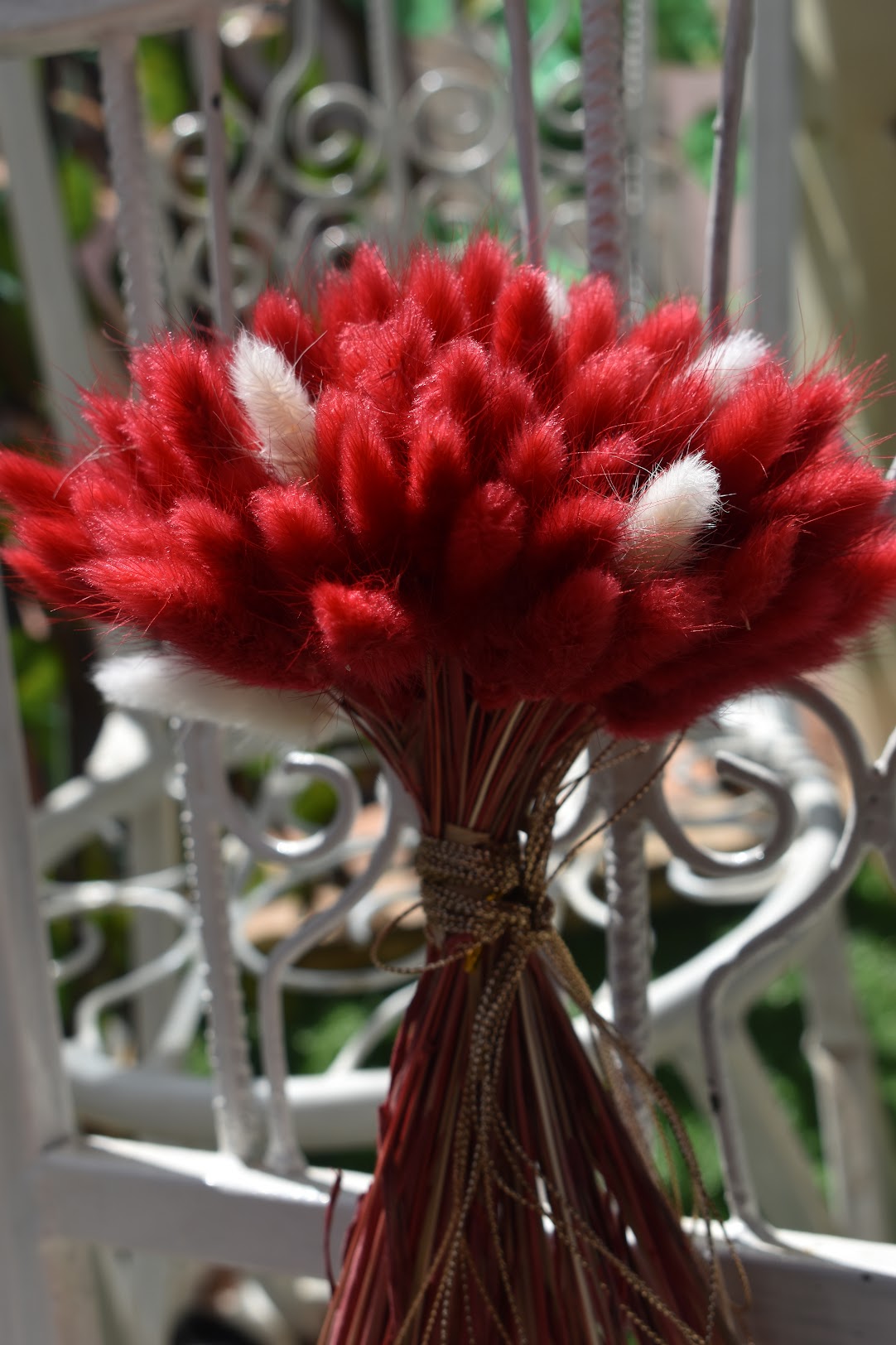 Bunny Tail Grass