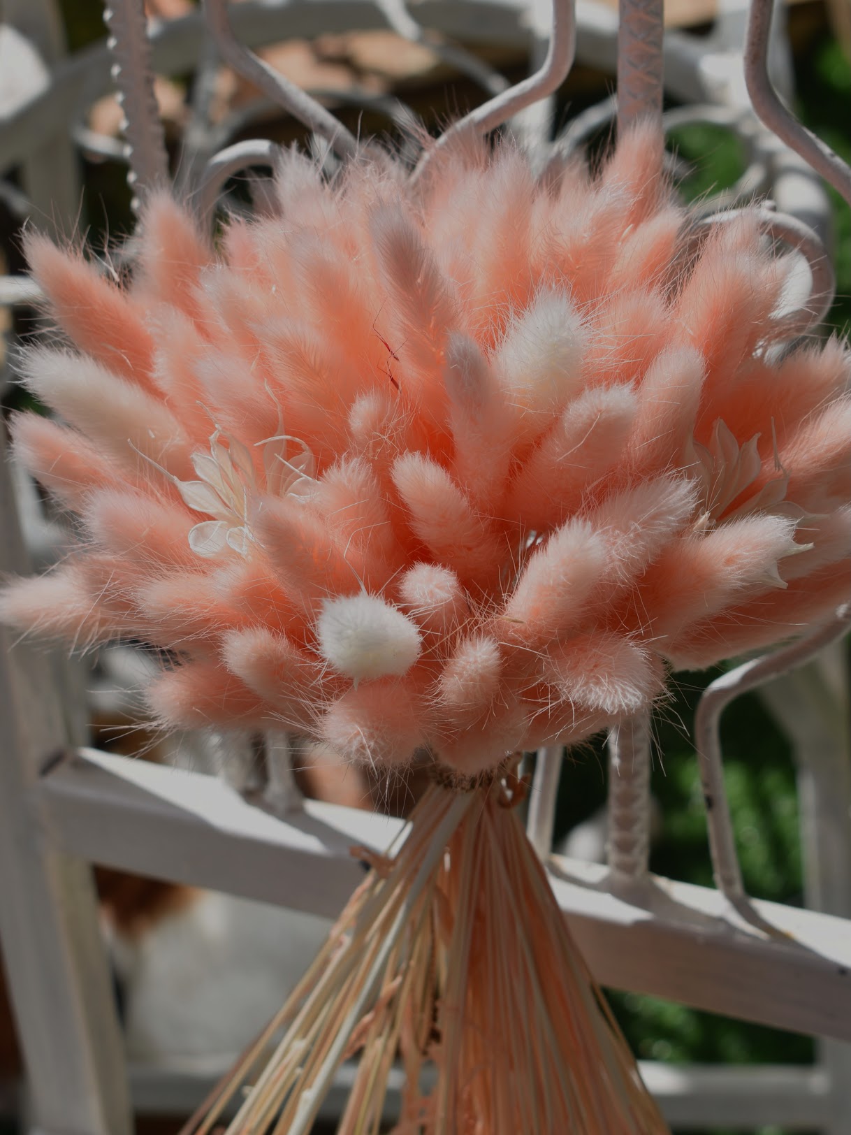 Bunny Tail Grass