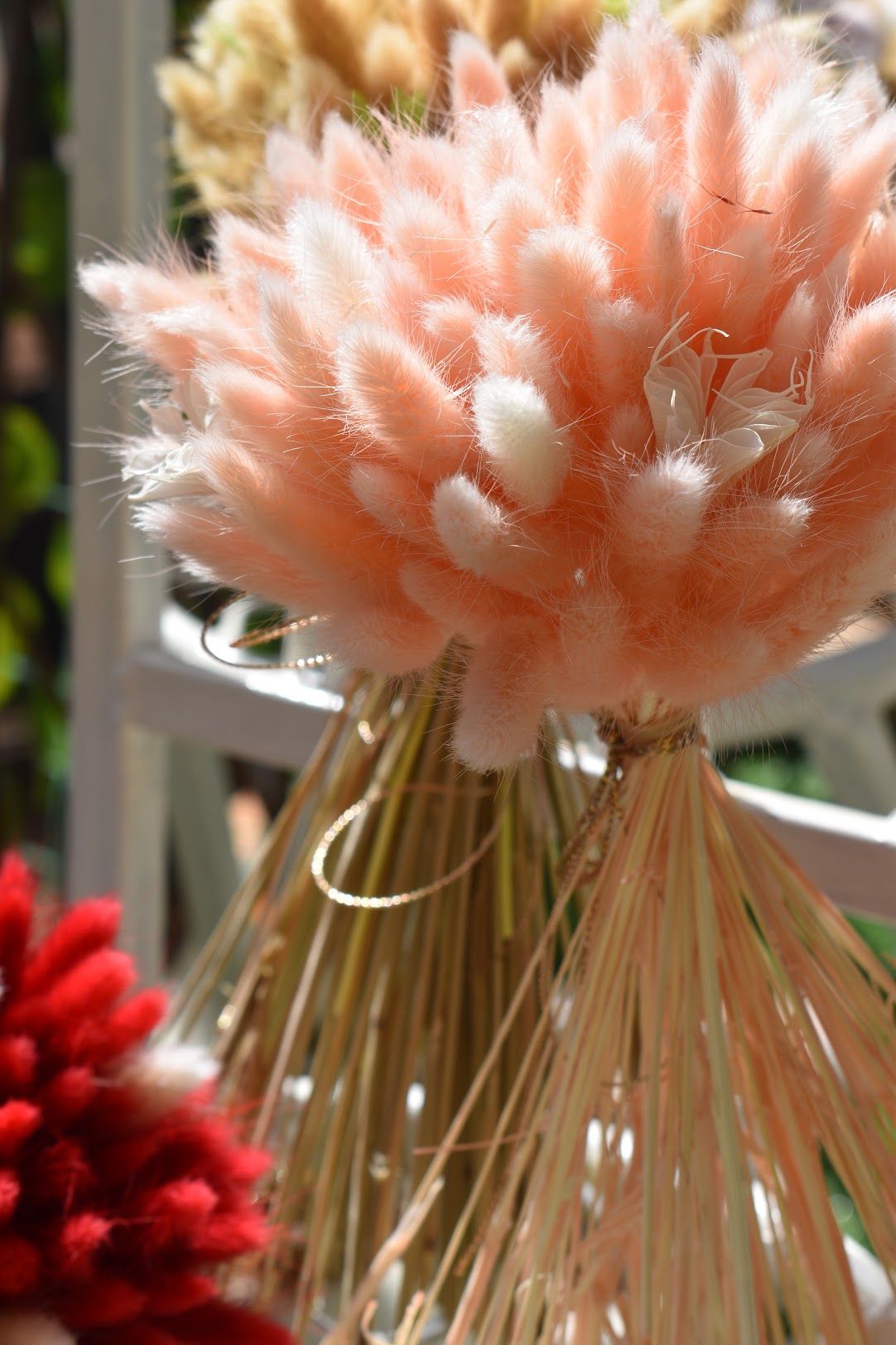 Bunny Tail Grass