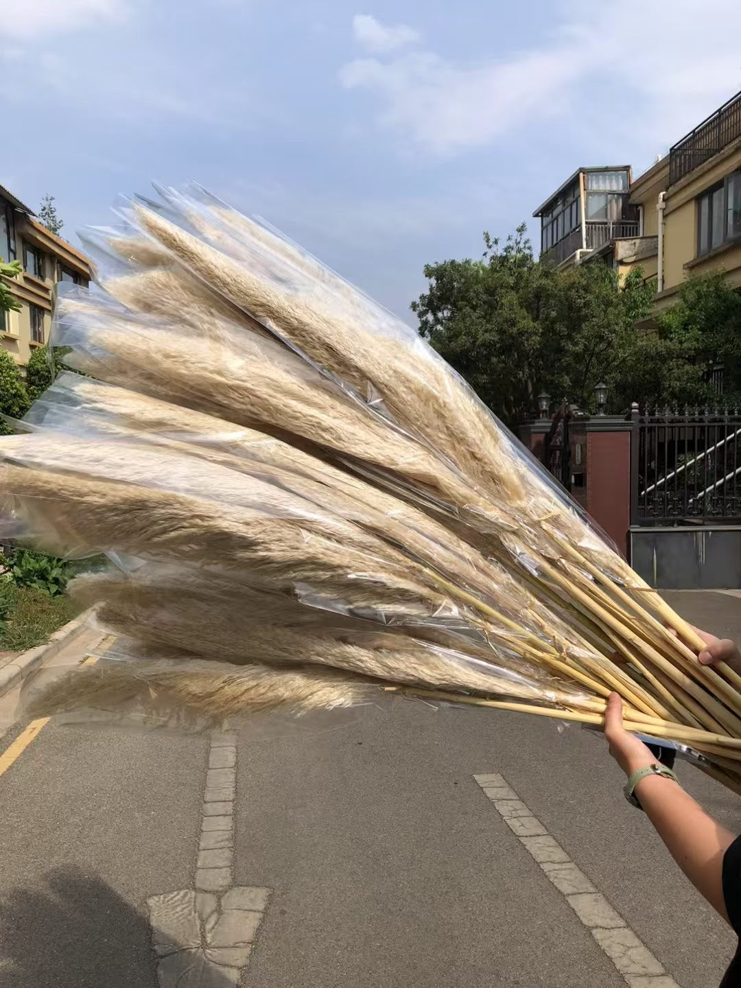 Beige pampas grass from Kenyan Lady Fleur dried flowers shop.