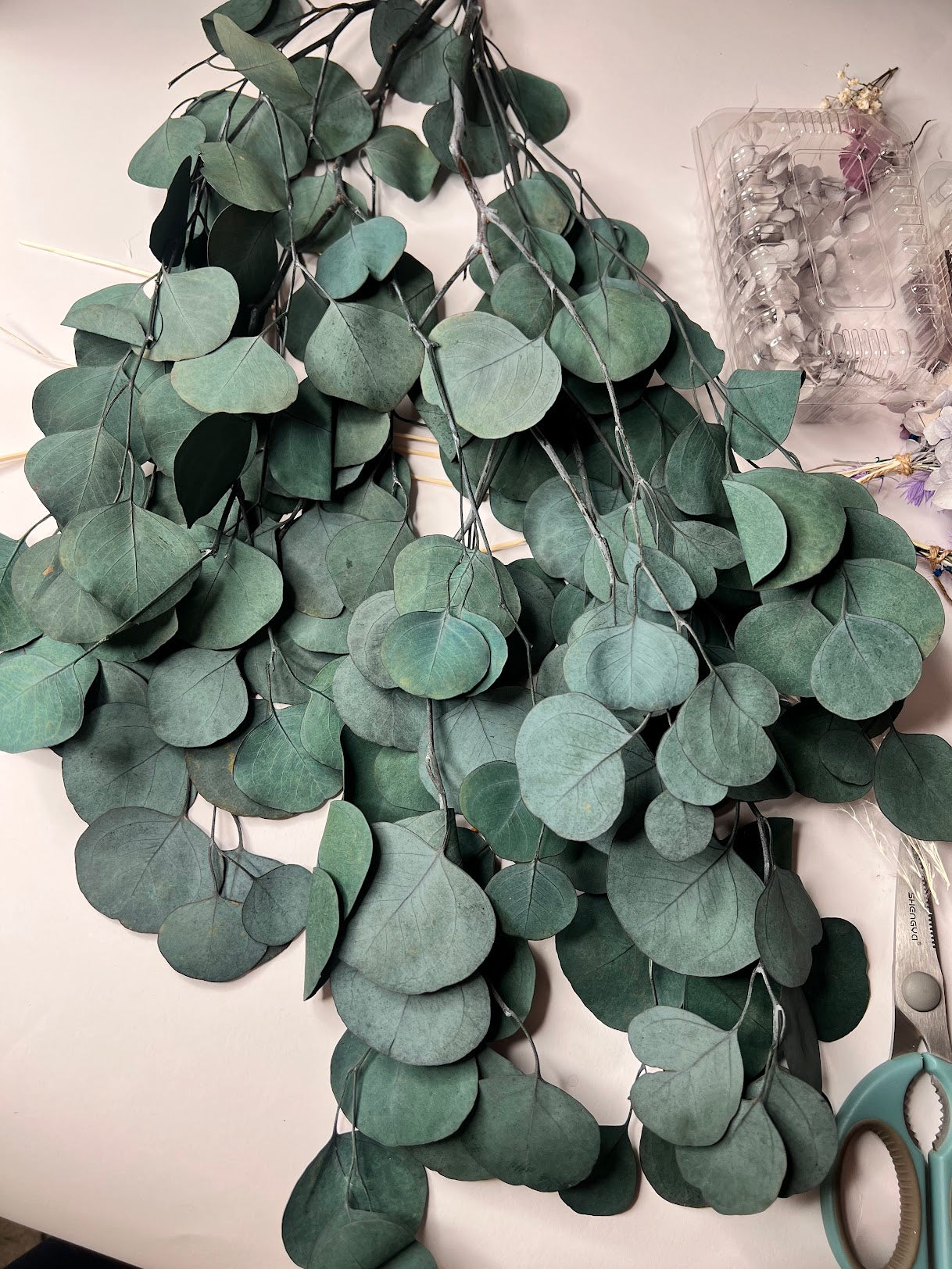 Eucalyptus-Green
