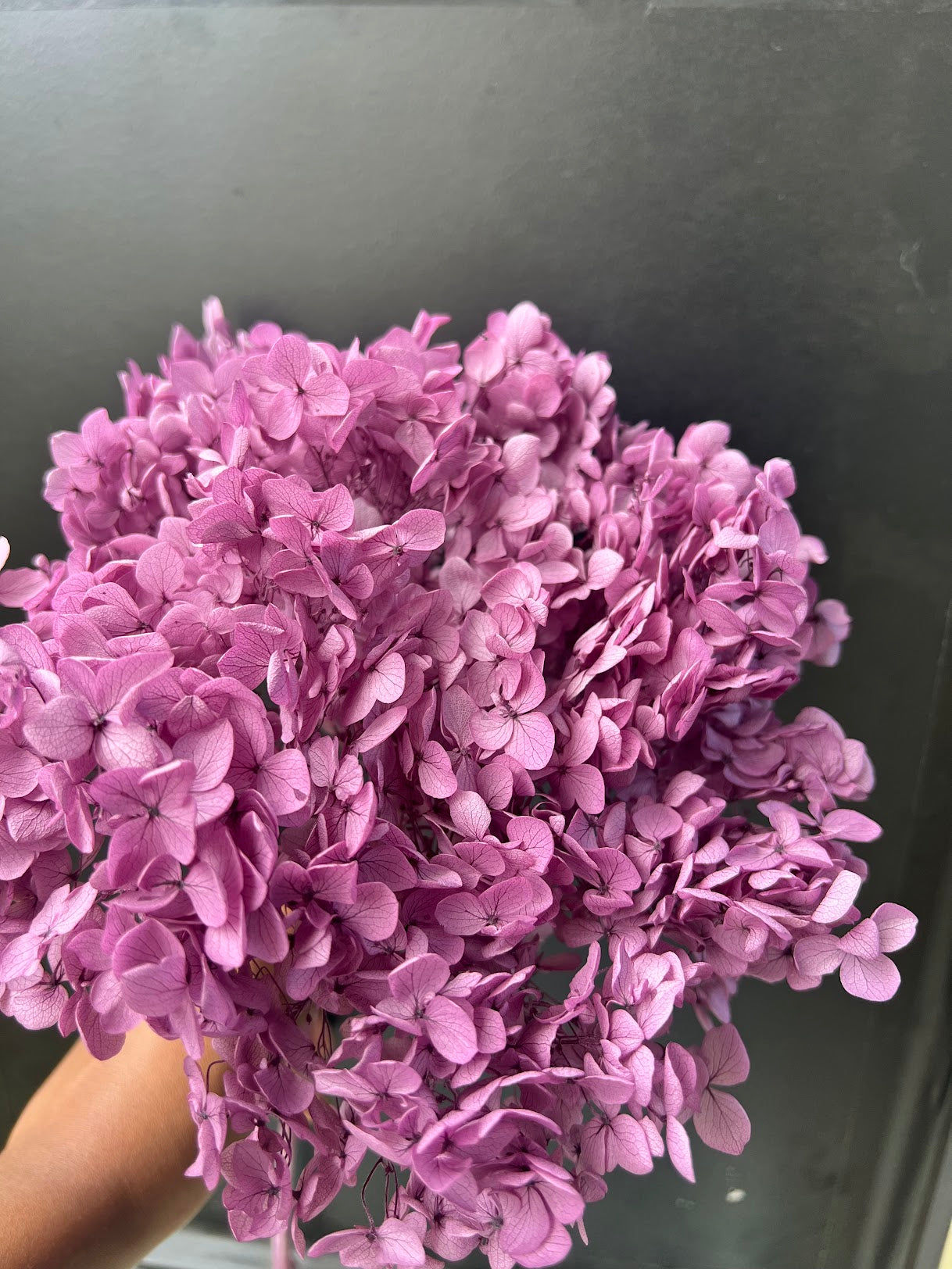 Hydrangea