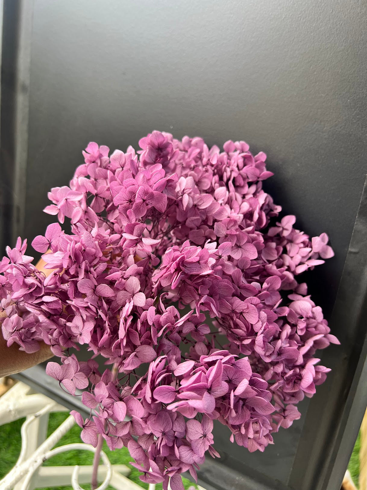 Hydrangea