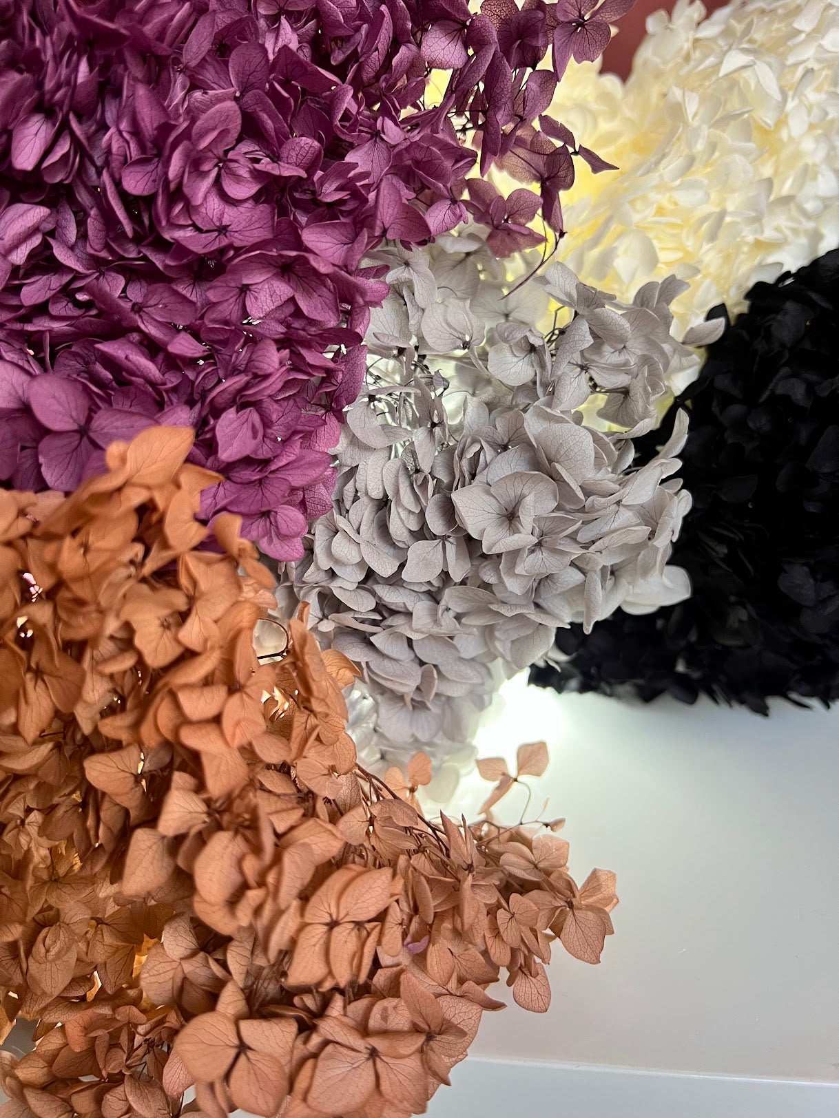 Hydrangea