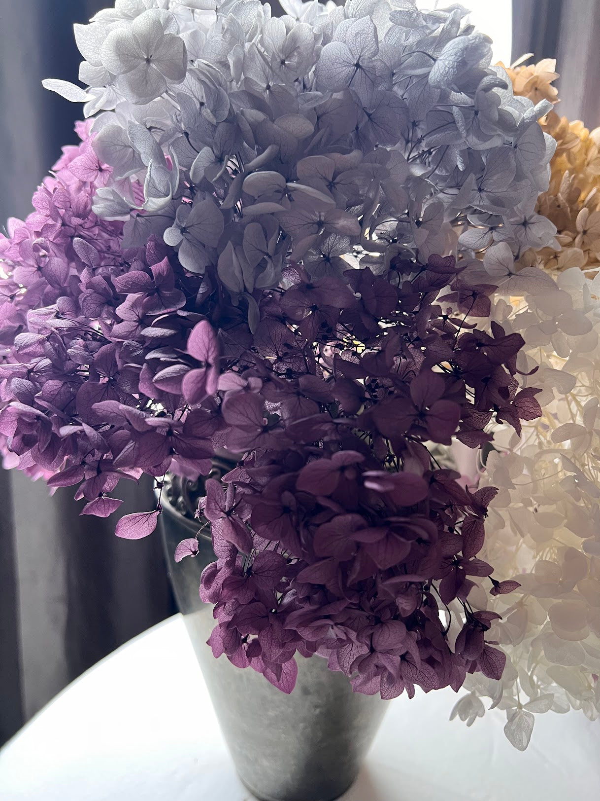 Hydrangea