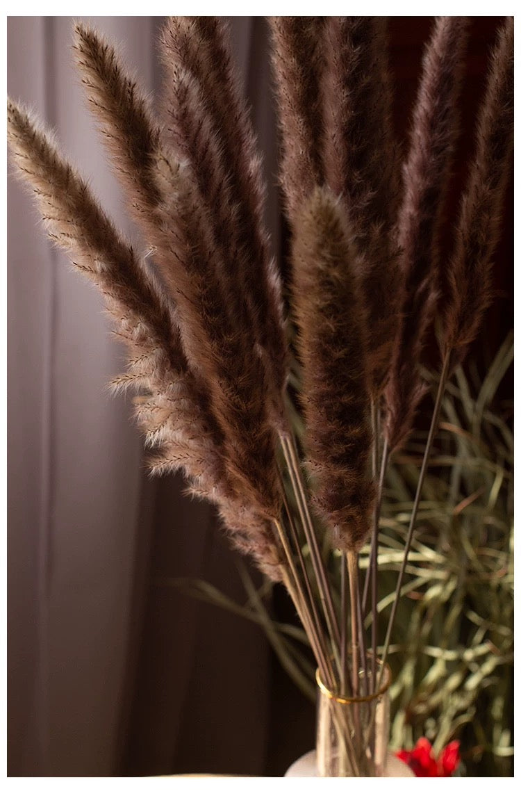 Bouquet of dried brown pampas grass in a clear vase against a neutral background