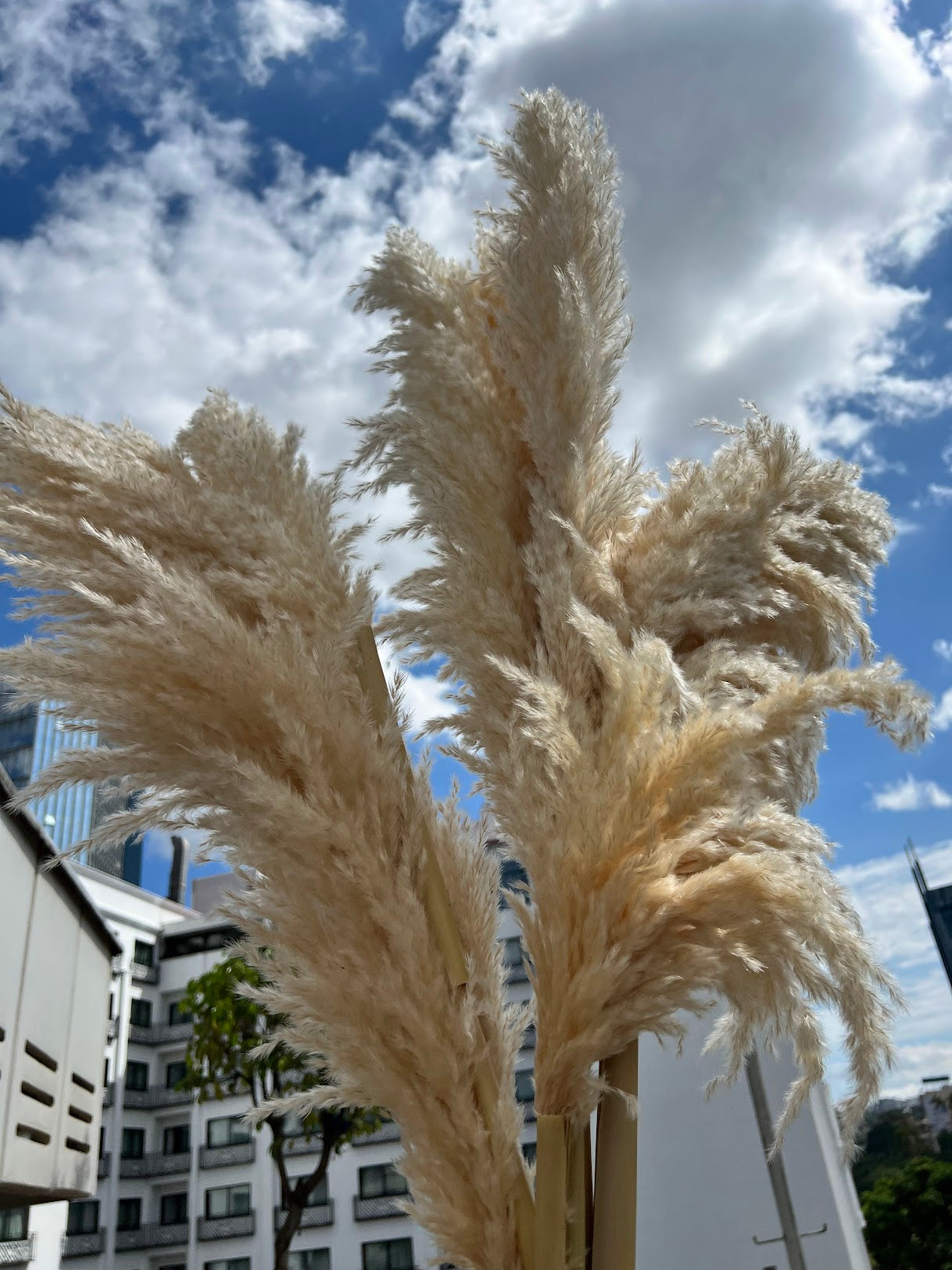 Beige pampas grass-Fluffy- from Kenyan Lady Fleur, dried flowers store.