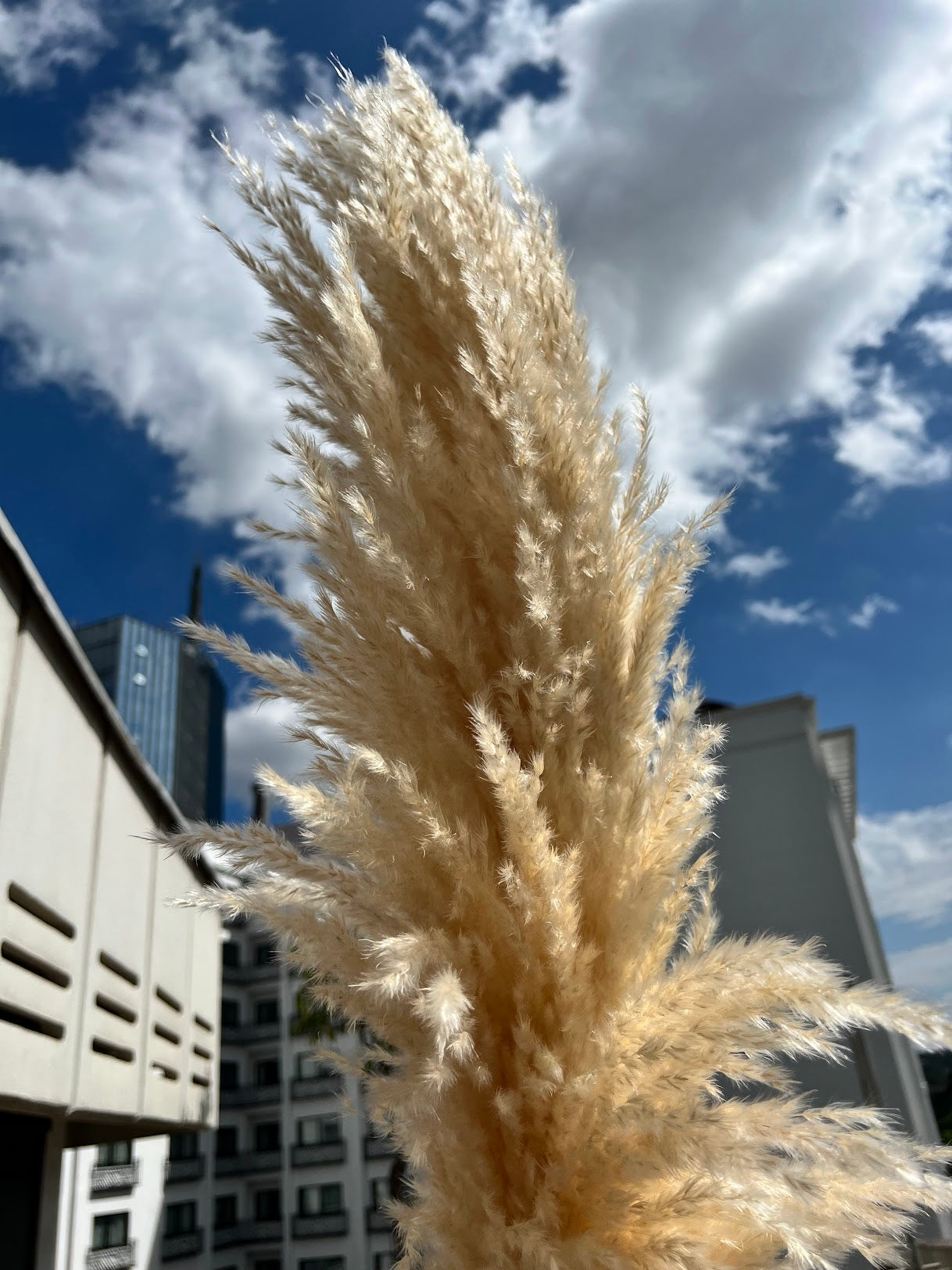 Beige pampas grass from Kenyan Lady Fleur dried flowers shop perfect for event decor.