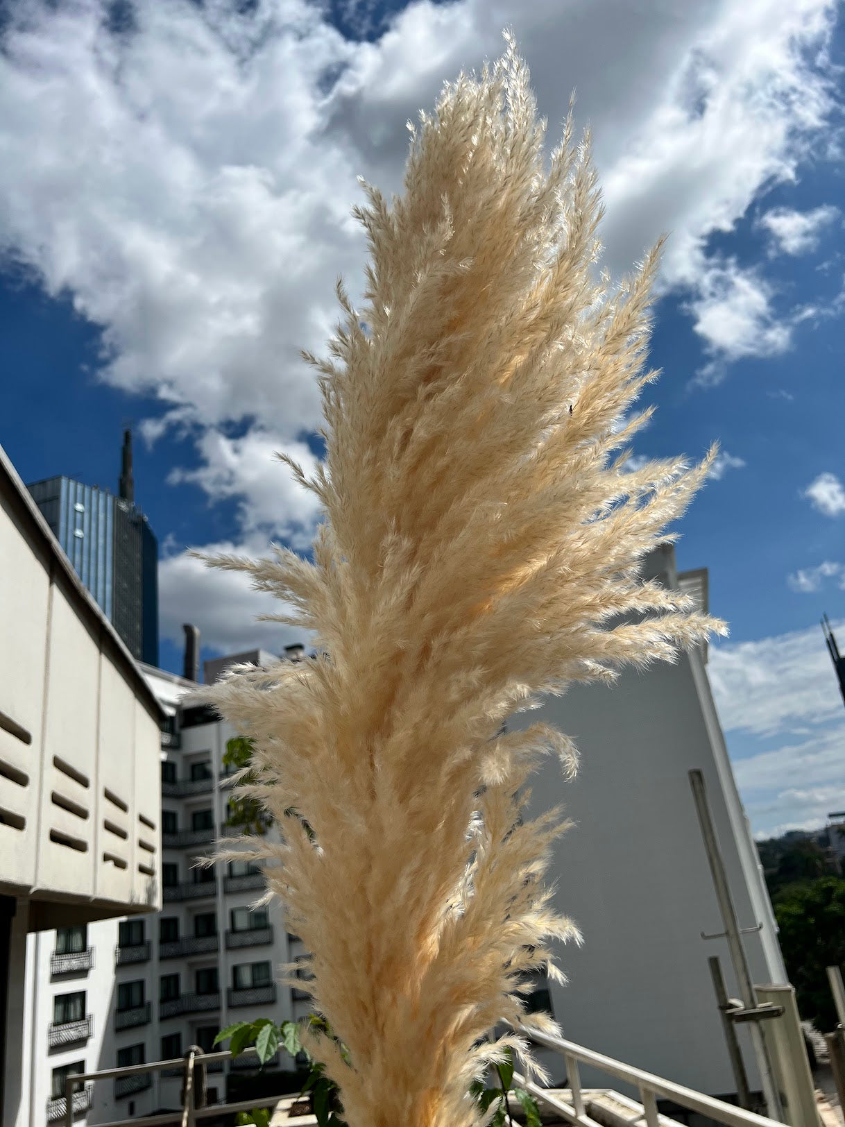 Beige pampas grass from Kenyan Lady Fleur dried flower shop.
