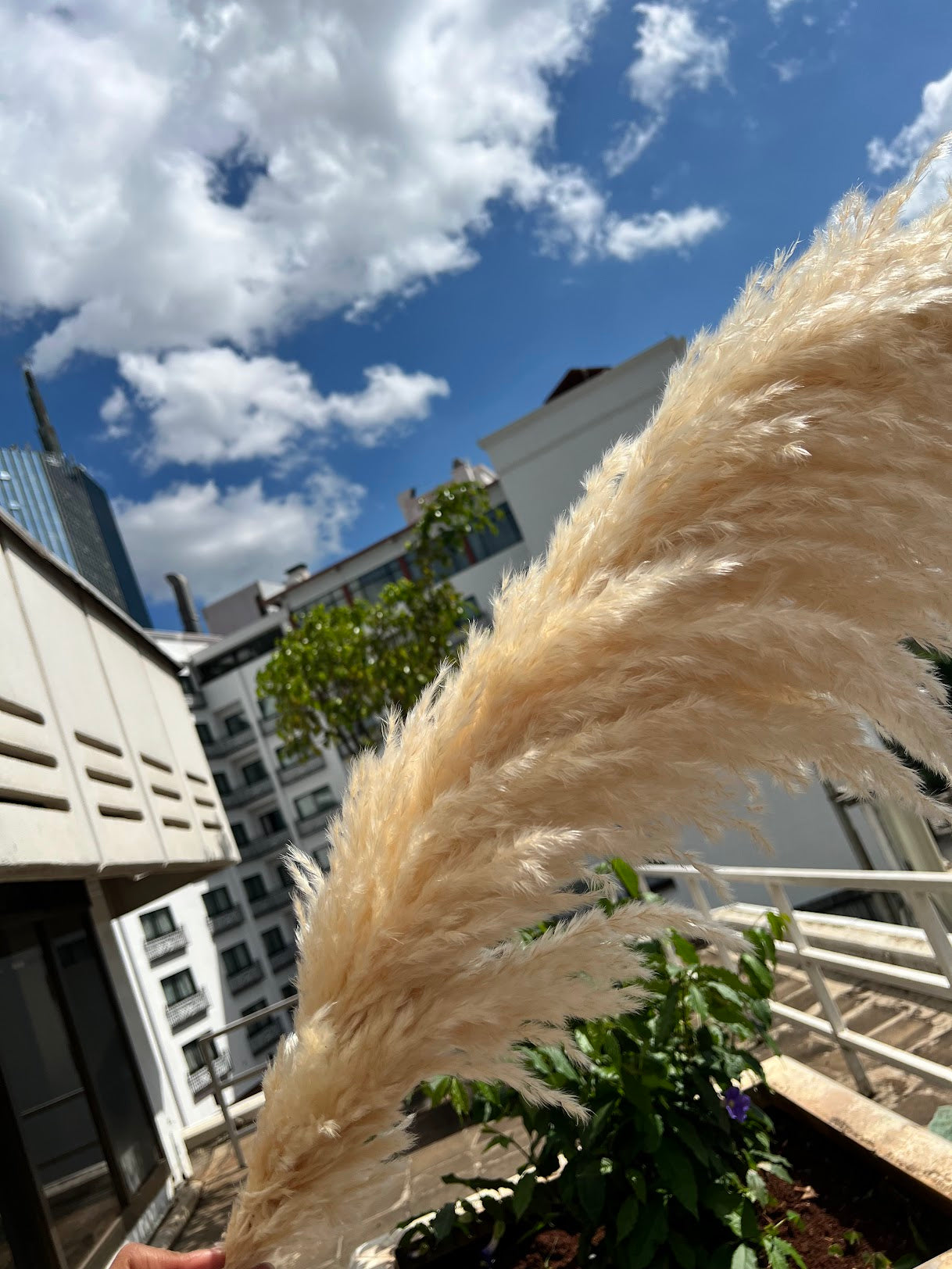 Beige pampas grass from Kenyan Lady Fleur dried flowers store.