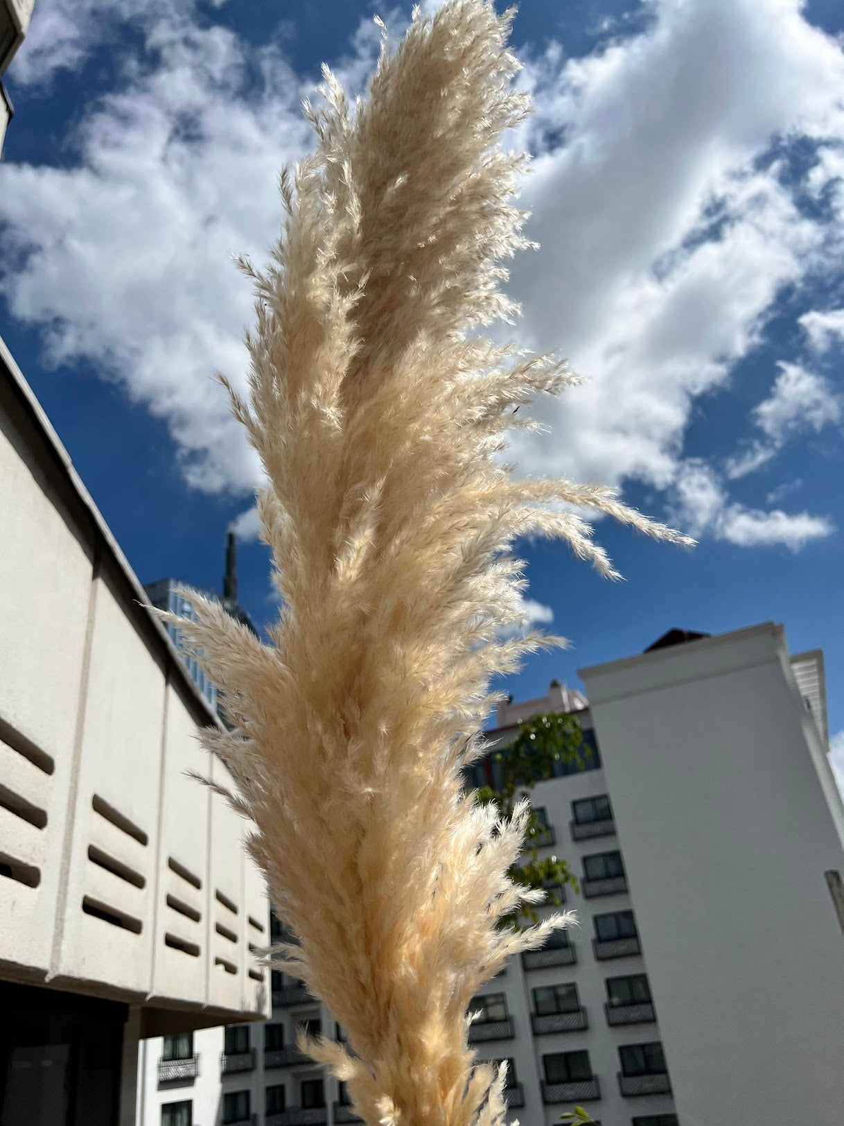 Beige pampas grass from Kenyan Lady Fleur dried flowers store on a windy day.