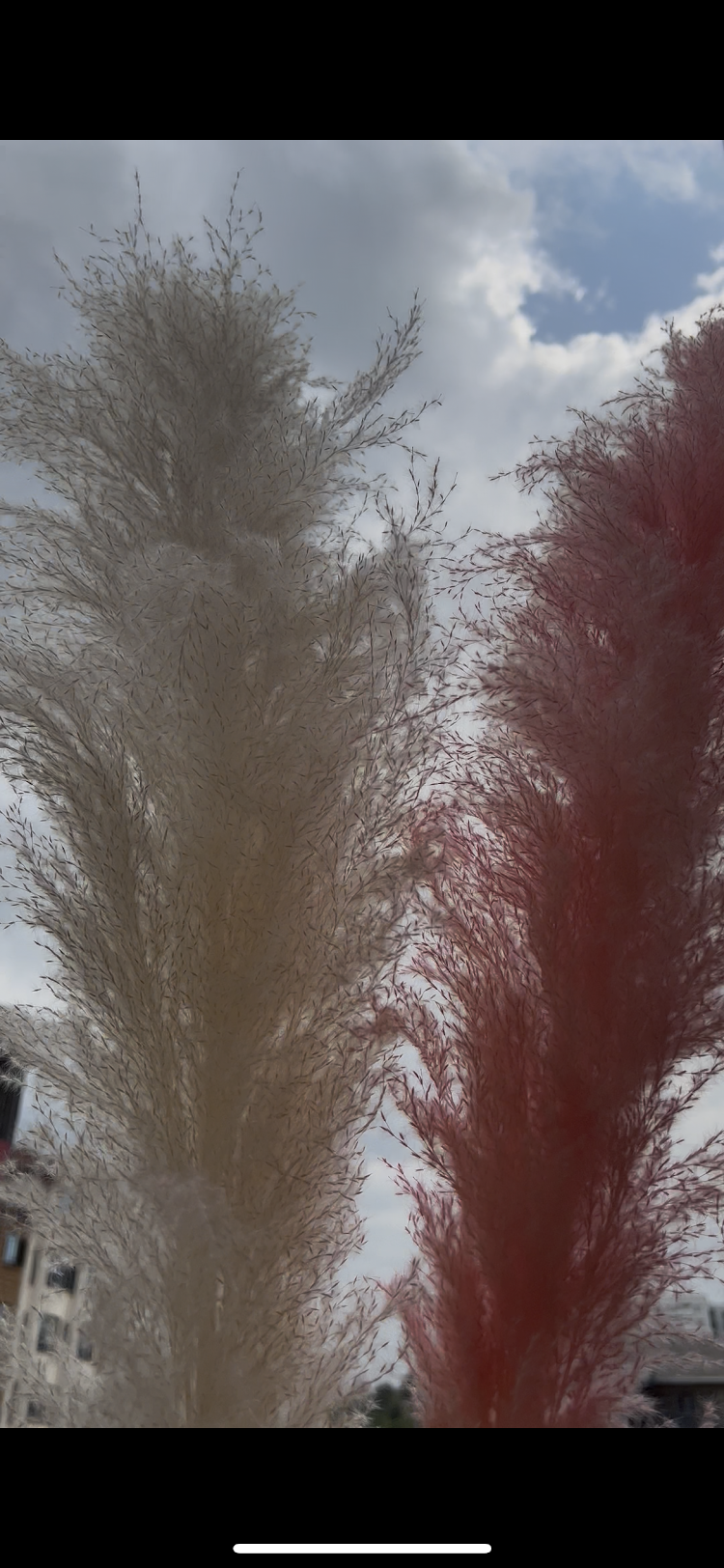 White and pink pampas grass from kenyan lady fleur dried flowers store.