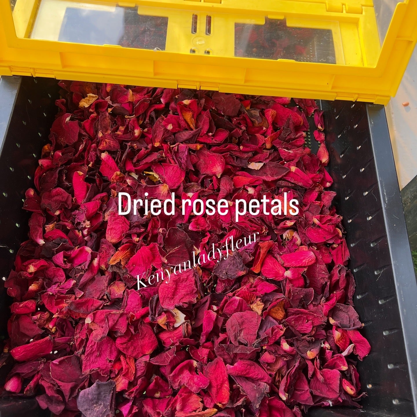 Rose Petals - Dried