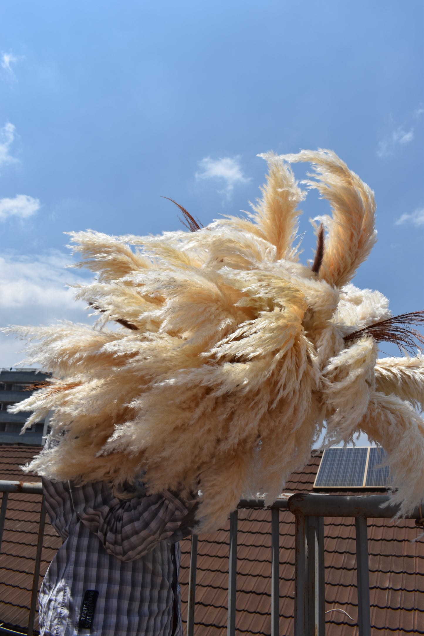 Pampas grass installation