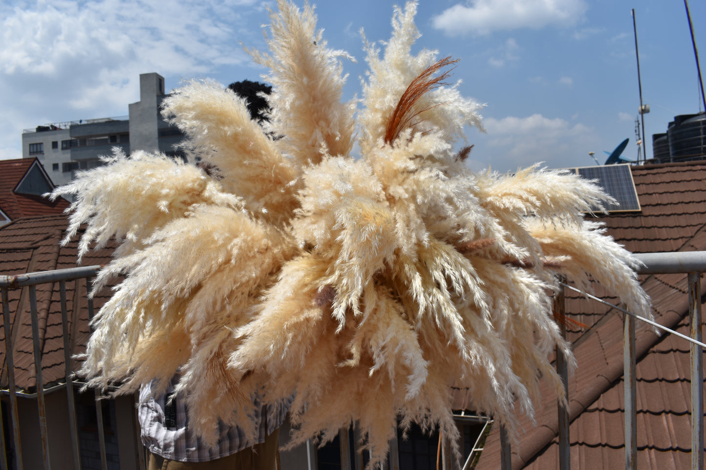 Pampas grass installation
