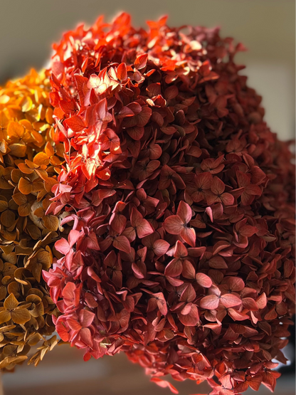 Two dried hydrangea flower balls in warm autumn colors, one golden orange and one reddish rose, all from kenyan lady fleur dried flowers kenya,  held up by a hand wearing a white glove against a softly blurred indoor background.