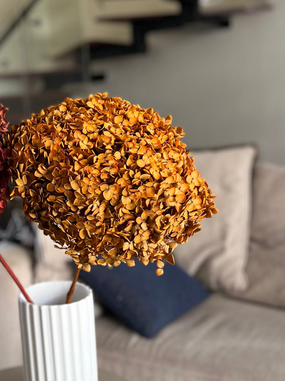 Two dried decorative flower hydrangea blooms in warm, golden brown autumn colours and the other in a golden rose from kenyan lady fleur dried flowers kenya set up in a white ribbed vase on a small round side table in a living room setting. The bouquet on the left is rust red, and the bouquet on the right is golden orange, with a beige sofa and staircase in the background.