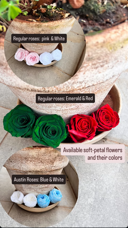 A collage showing several small rose preserved flower arrangements in rustic bowls, with overlaid labels naming colours: pink and white regular roses, emerald and red regular roses, green and red roses, and blue and white Austin roses. The image appears to be a product options graphic rather than a single clean product shot.