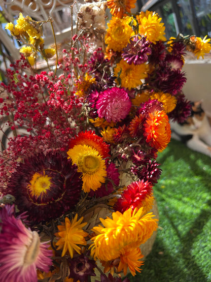 Everlastings (Everlasting Daisies)