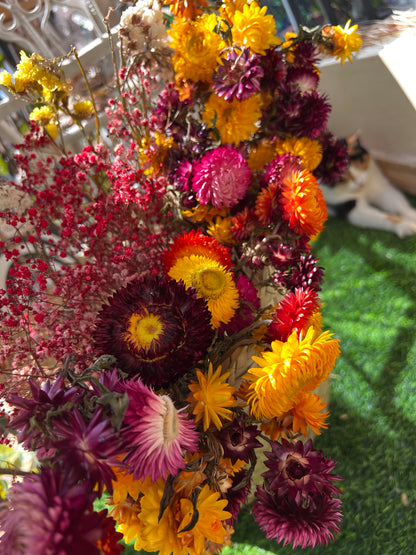 Everlastings (Everlasting Daisies)