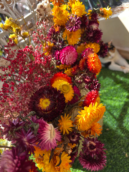 Everlastings (Everlasting Daisies)