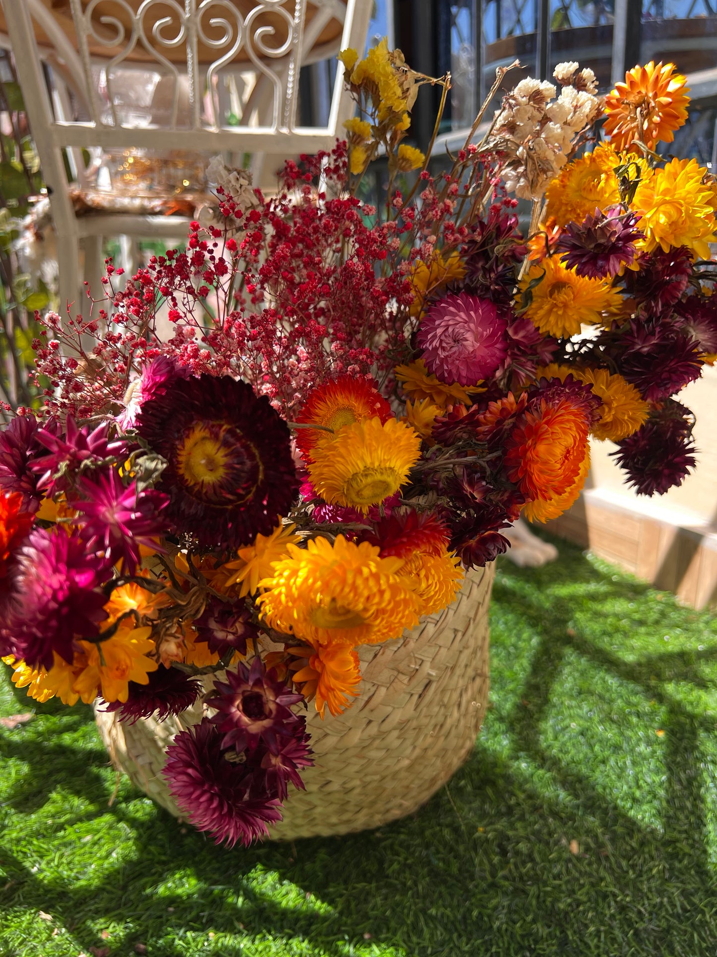 Everlastings (Everlasting Daisies)