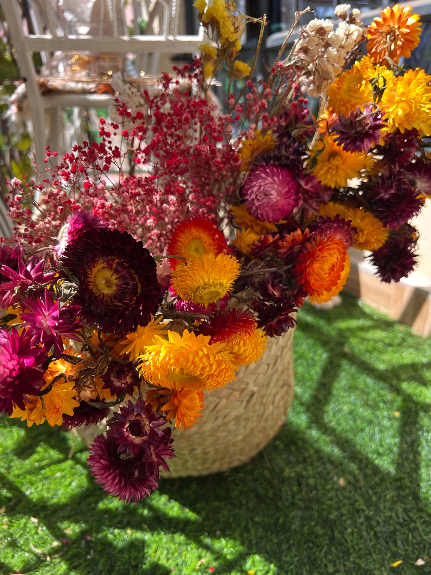 Everlastings (Everlasting Daisies)