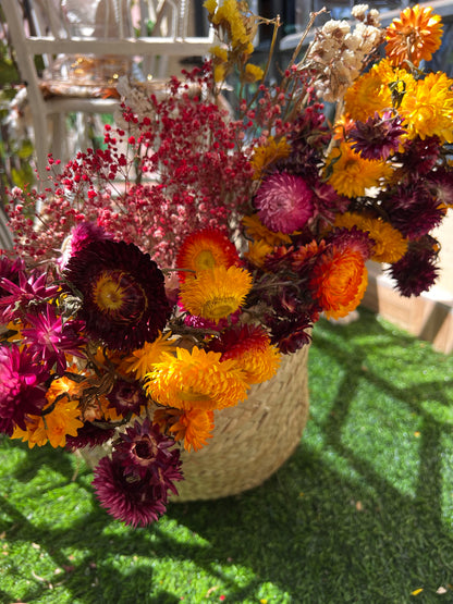 Everlastings (Everlasting Daisies)