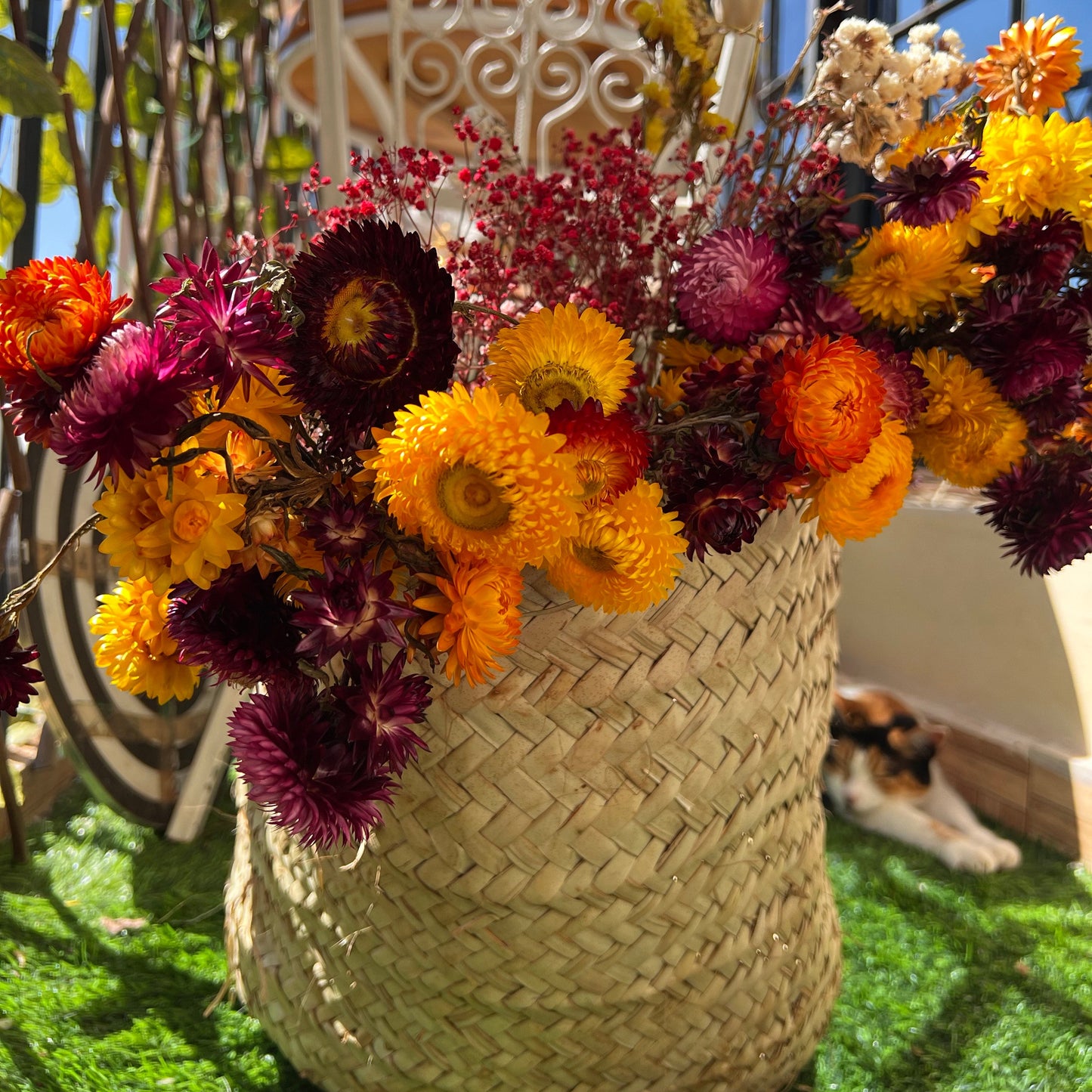 Everlastings (Everlasting Daisies)