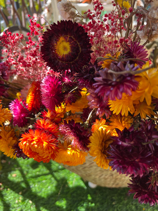 Everlastings (Everlasting Daisies)