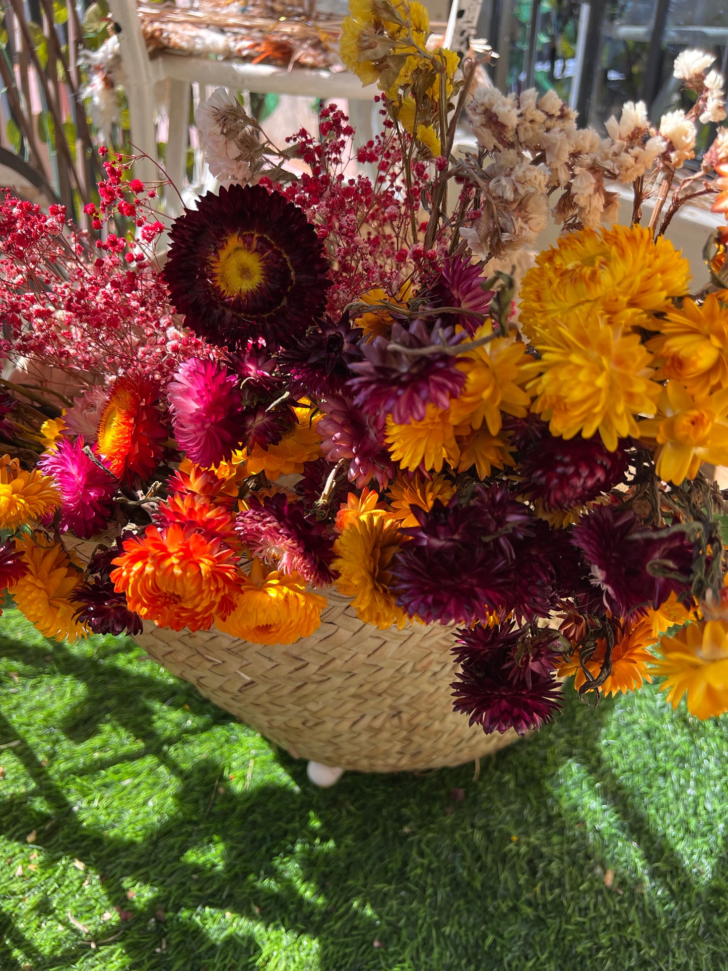 Everlastings (Everlasting Daisies)