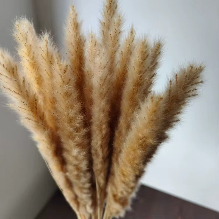 Small Pampas Grass