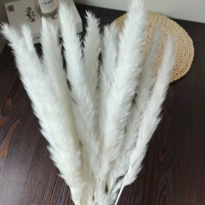 Small Pampas Grass