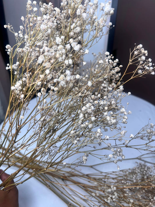 Bouquet of baby's breath dried flowers with small white buds on a light background