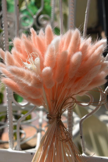 Bunny Tail Grass