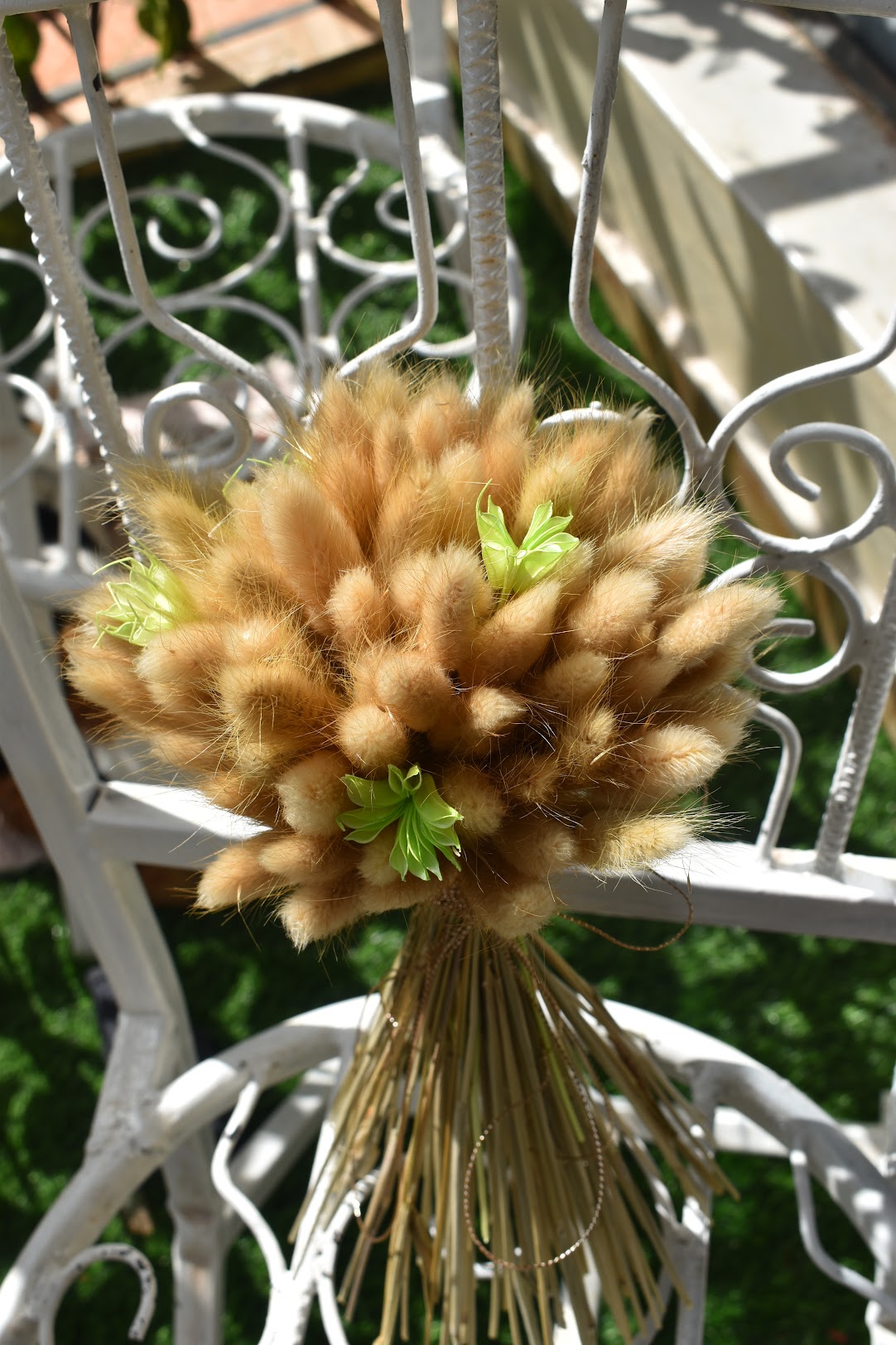 Bunny Tail Grass