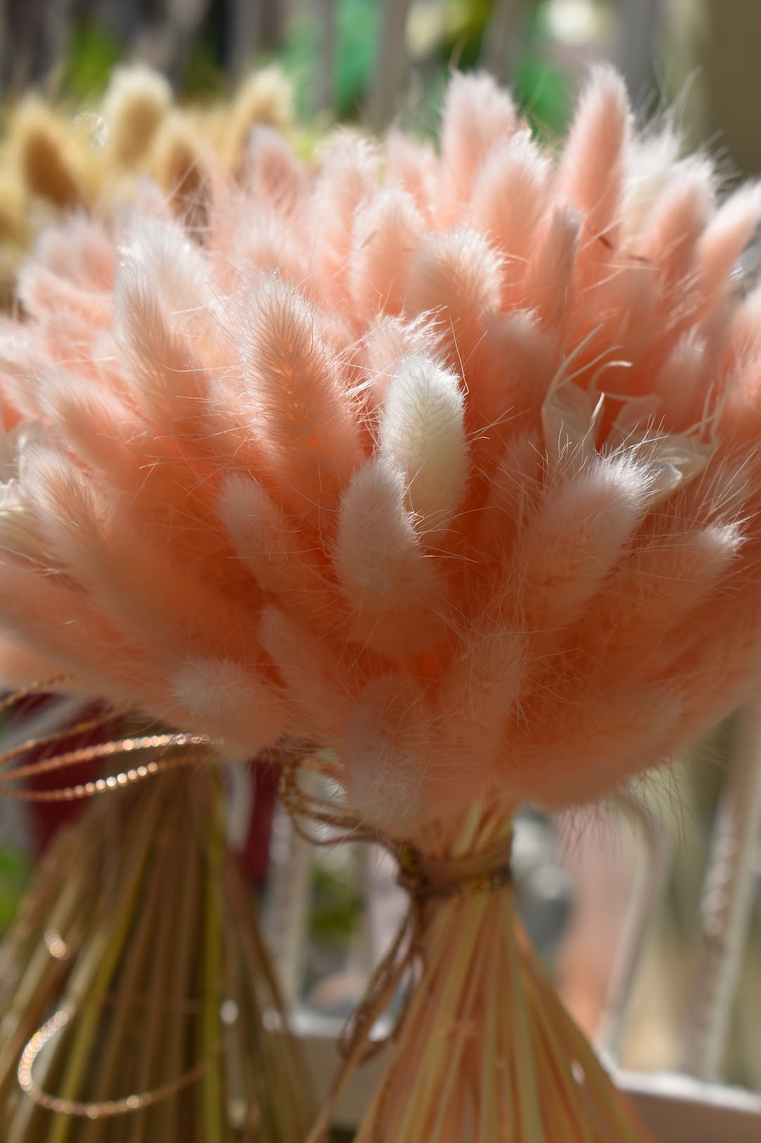 Bunny Tail Grass