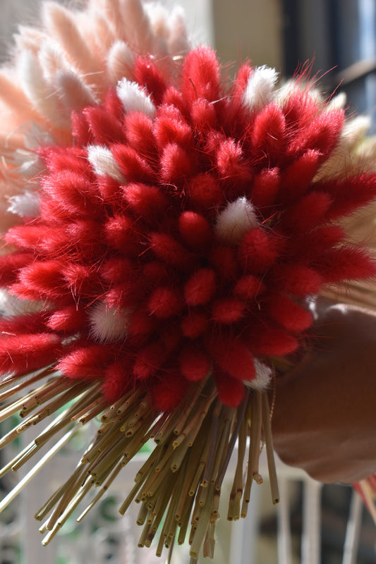 Bunny Tail Grass