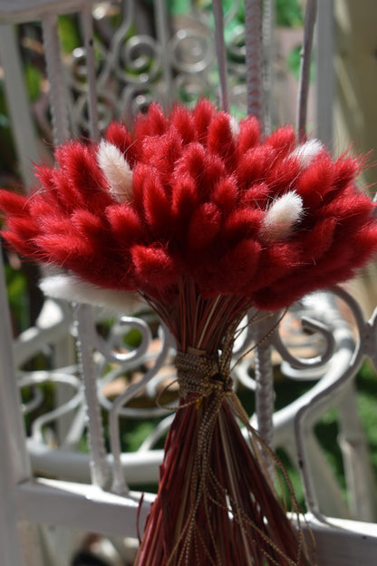 Bunny Tail Grass