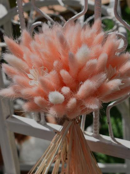 Bunny Tail Grass