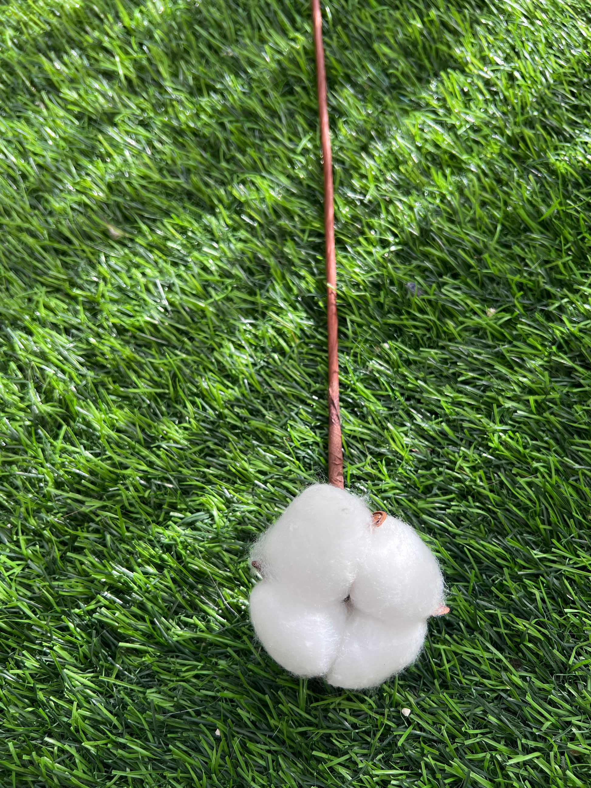 Single cotton flower stem from kenyan lady fleur flower shop for minimalist home decor.