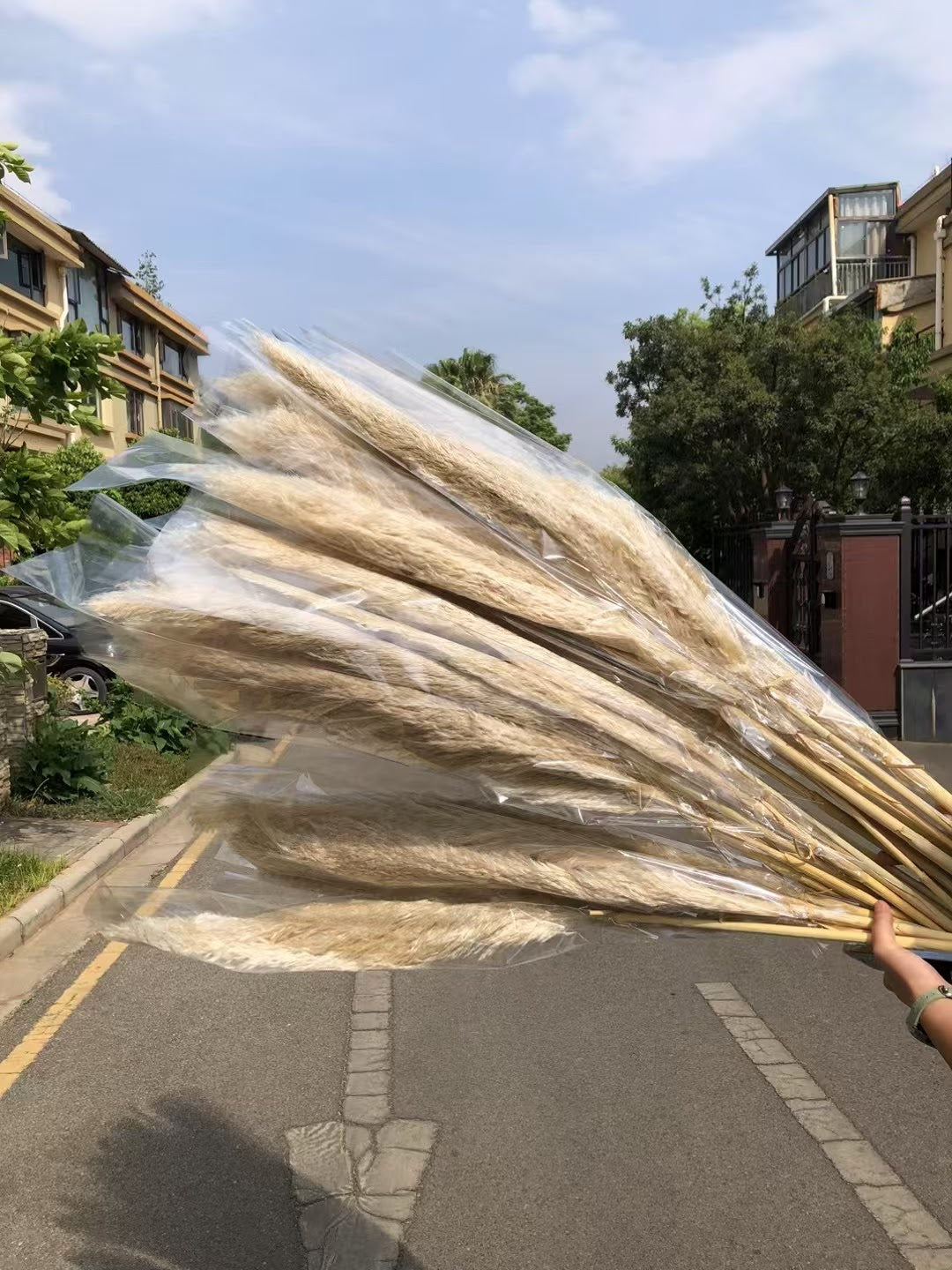 Beige pampas grass from Kenyan Lady Fleur dried flowers store.