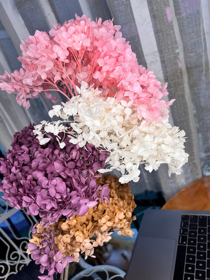 Hydrangea
