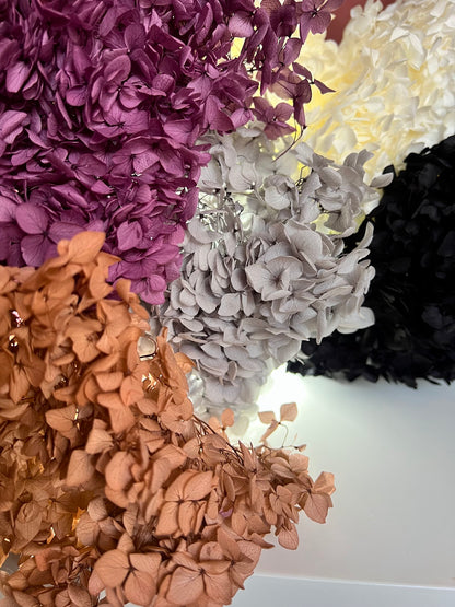 Hydrangea