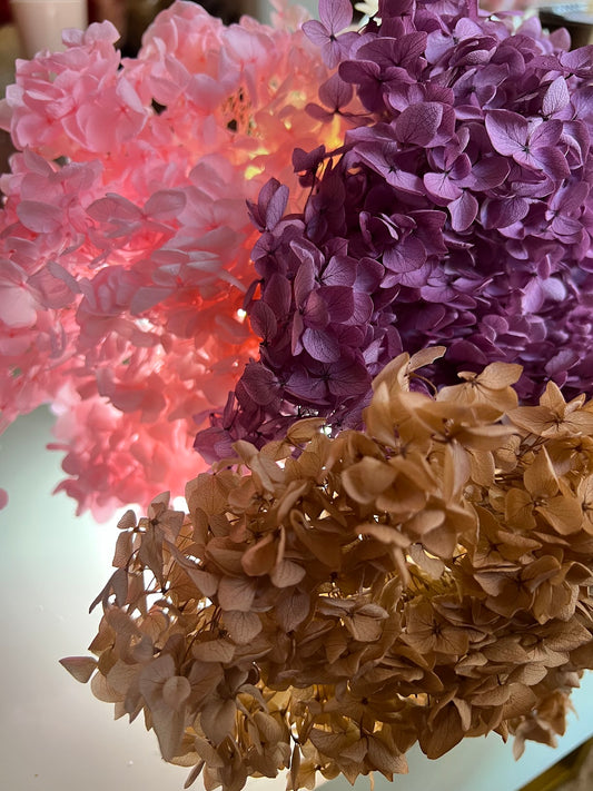 Hydrangea
